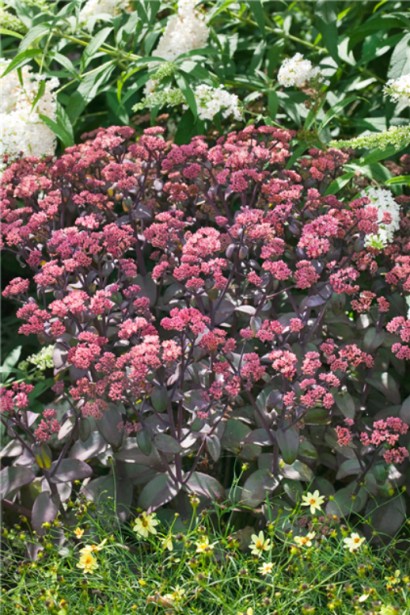 Очиток видний Ксенокс - рослина з декоративним бордовим килимом